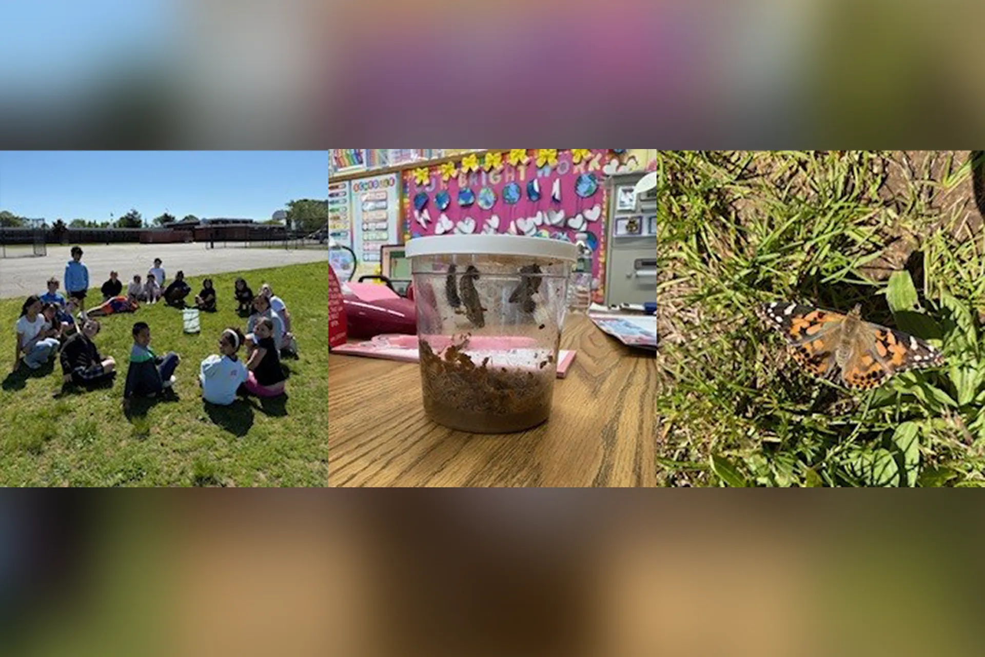 During the month of May, Ms. Borst's third grade students learned about the life cycle of animals and plants in science.