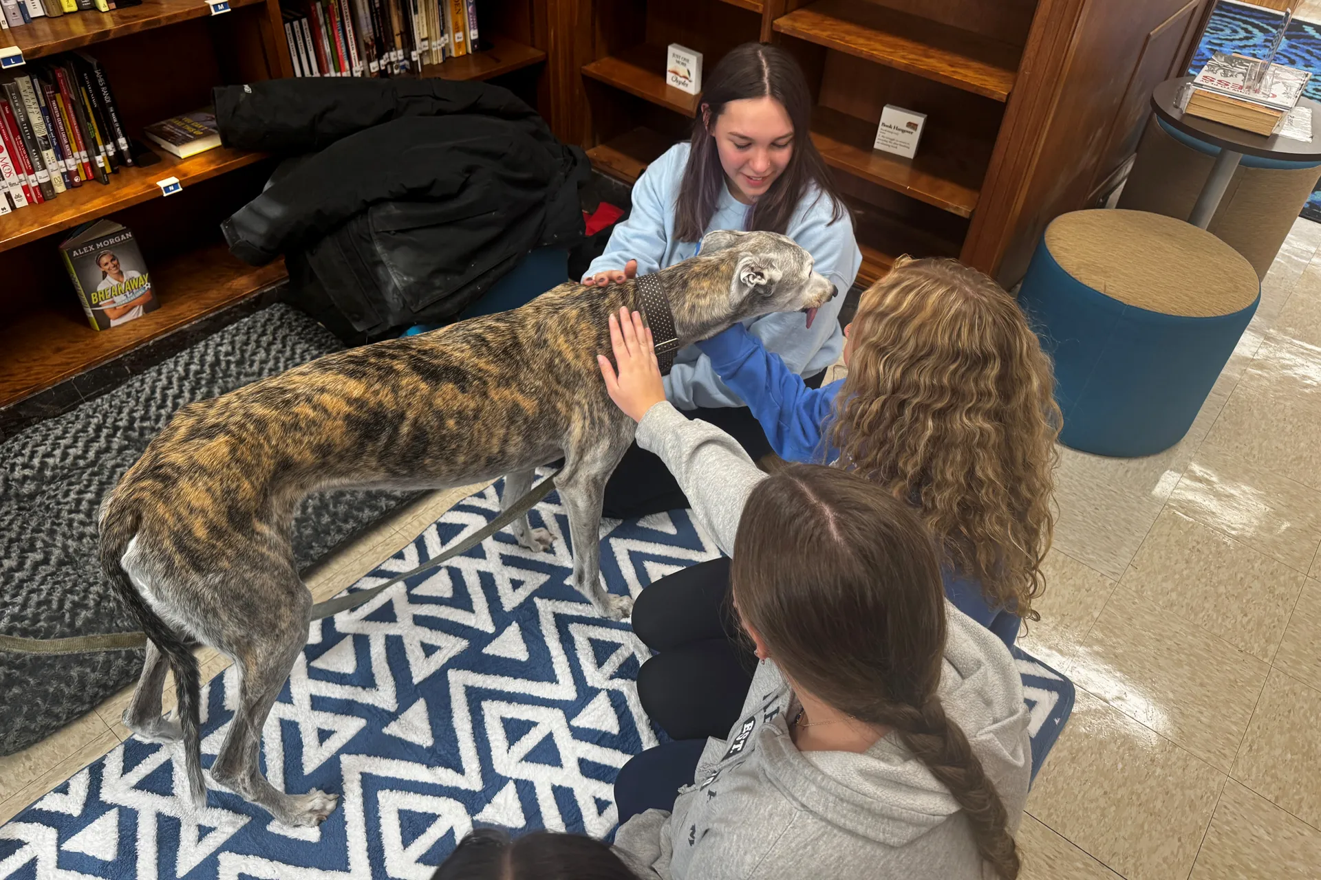 Division Ave. Welcomes Argus The Comfort Dog - image004 Division Ave. Welcomes Argus The Comfort Dog - image004