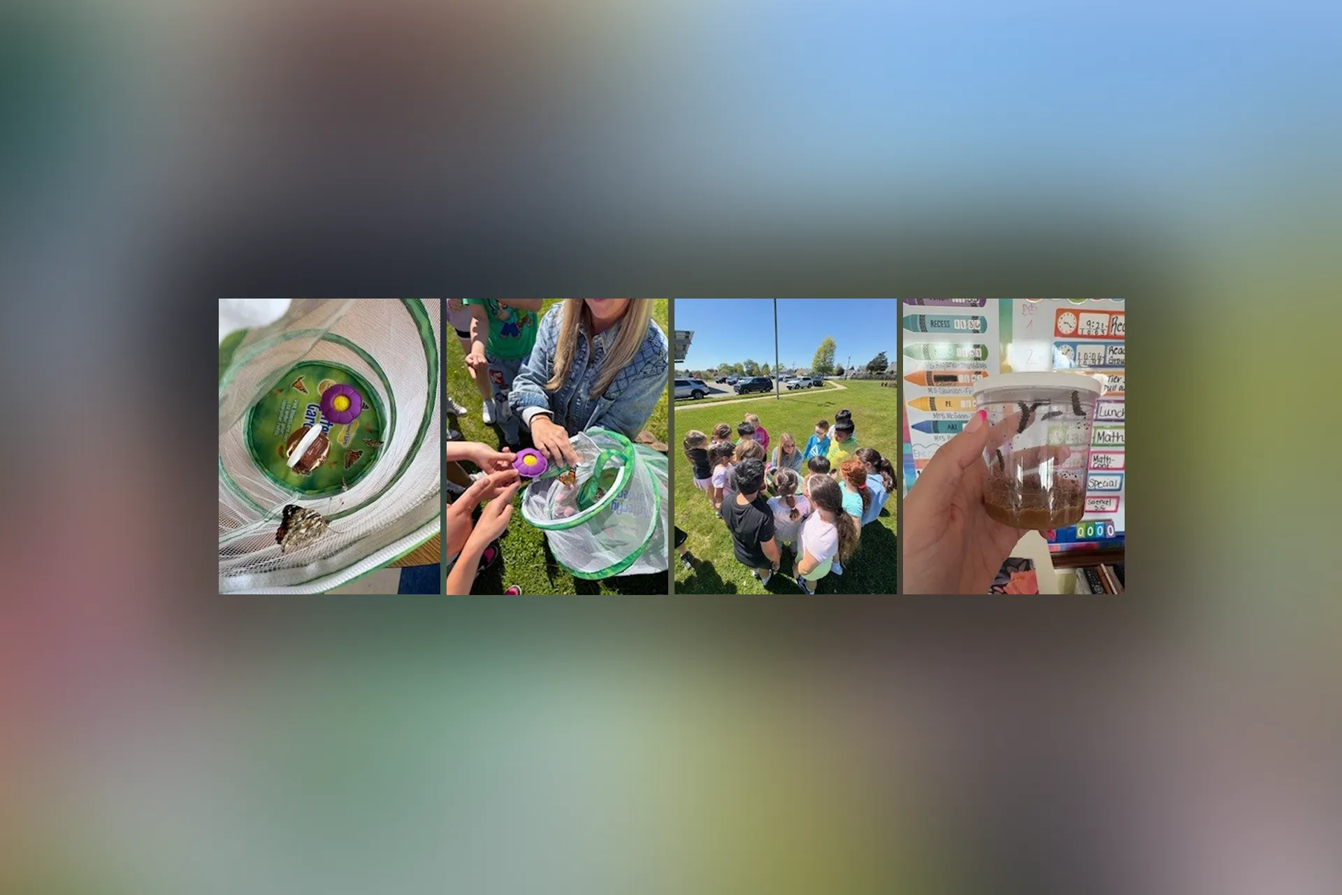 Gardiners Ave. Students Learn The Life Cycle of Animals